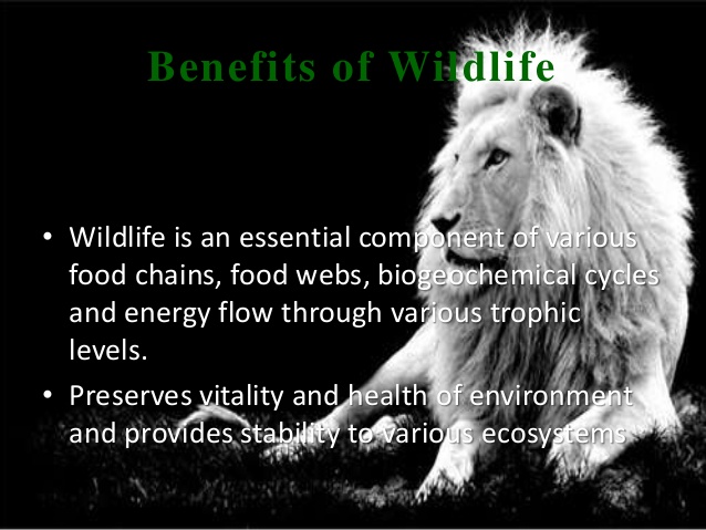 Download Ppt Presentation On Save Wildlife